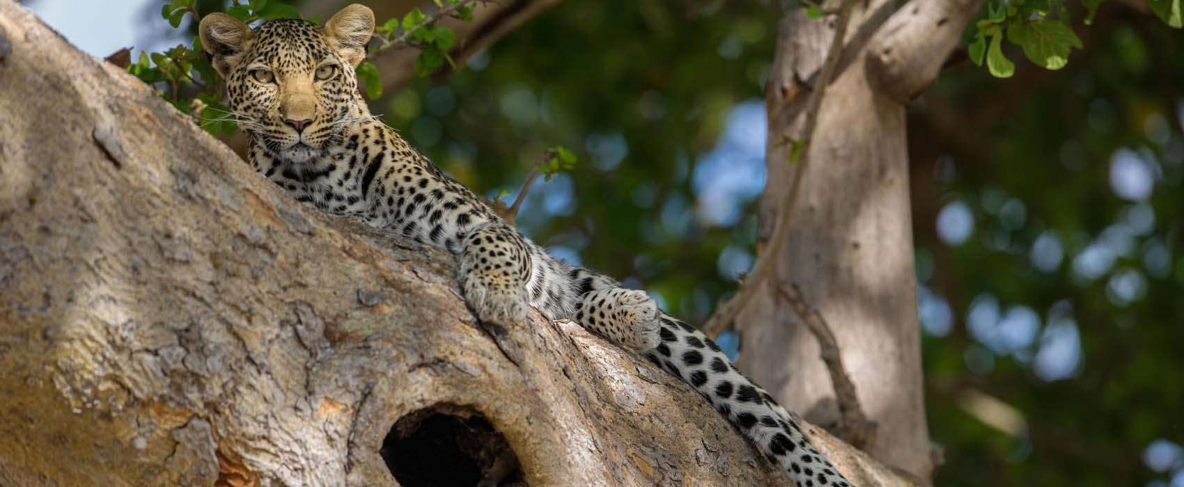 Leopard Serengeti African Safari