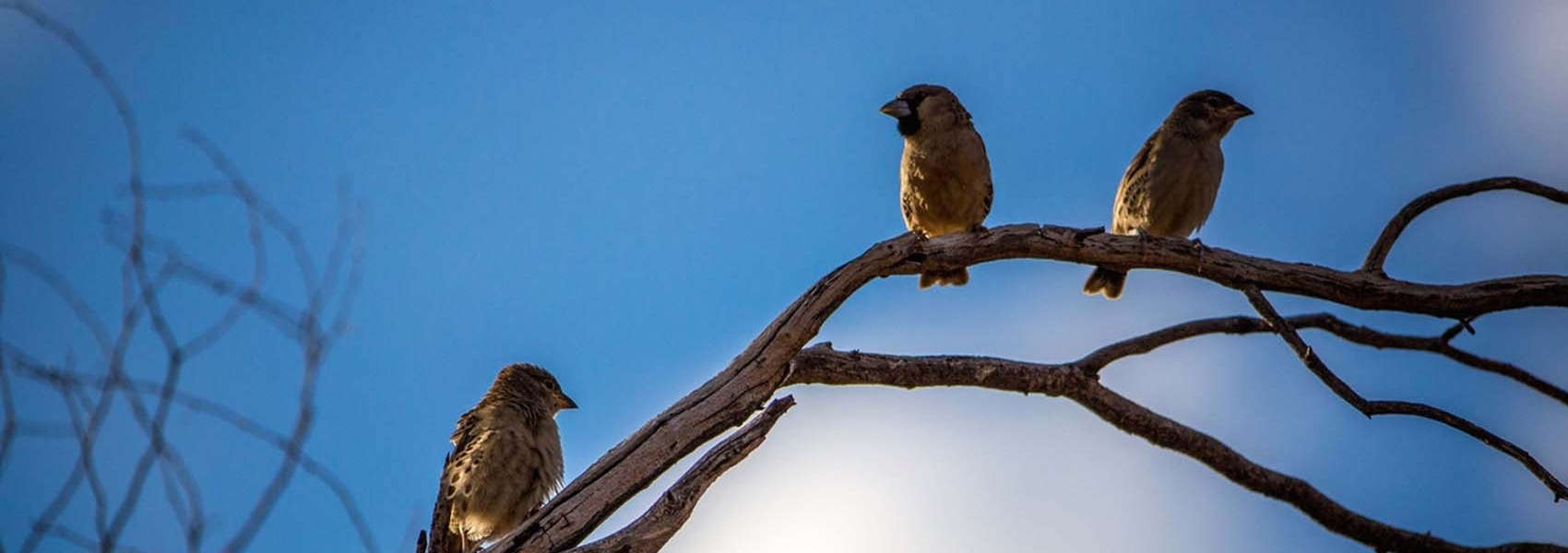 South Africa photographic safaris