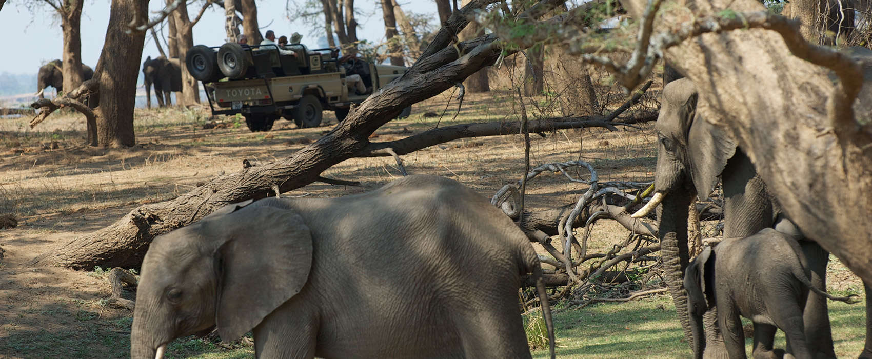 African Zambia Safari elephant car