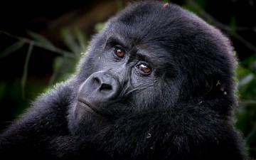 Gorilla & Primate Safaris