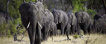 Zimbabwe Safari Hwange National Park