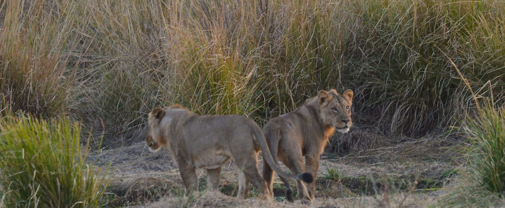 Lions in Mana Pools Safari