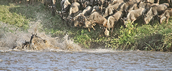African Wildebeest Migration Safari River Crossing