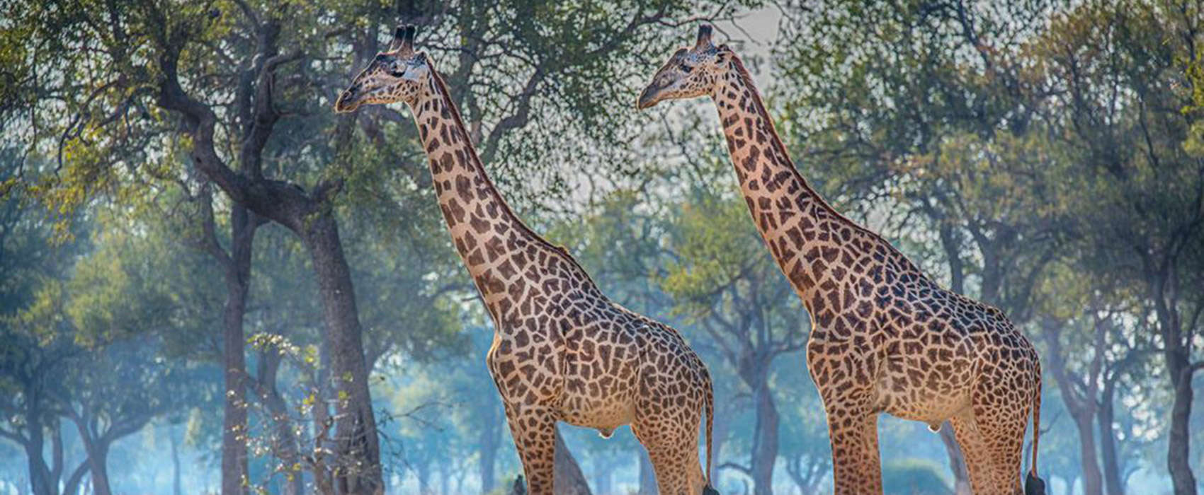 African Zambia Safari giraffe