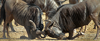 African Wildebeest Migration Safari Fighting