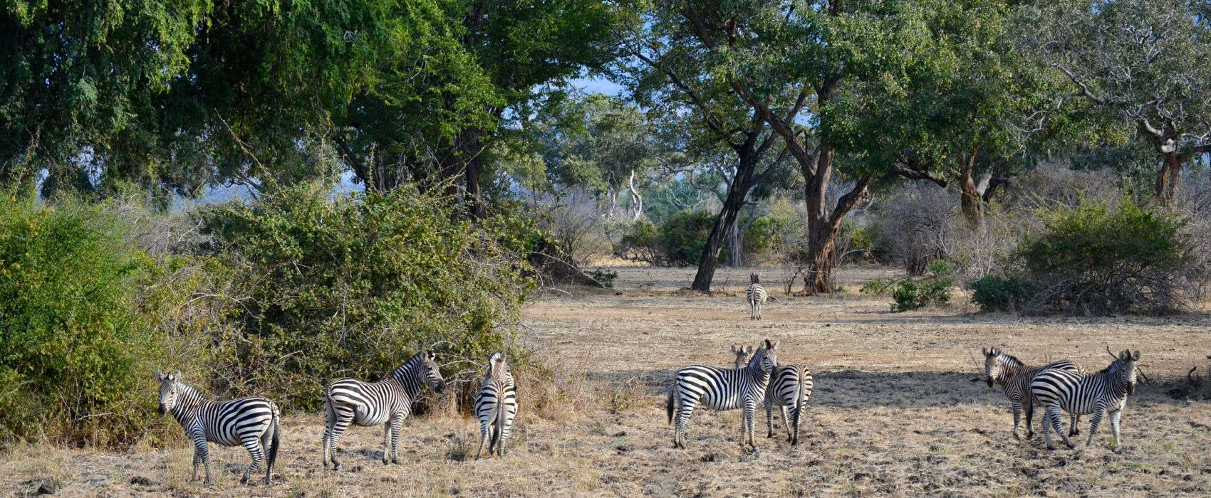 Wildlife safari Zimbabwe