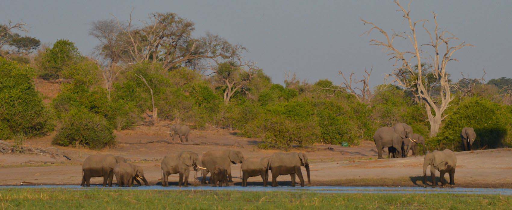 African Chobe National Park & Savute Safari elephants water