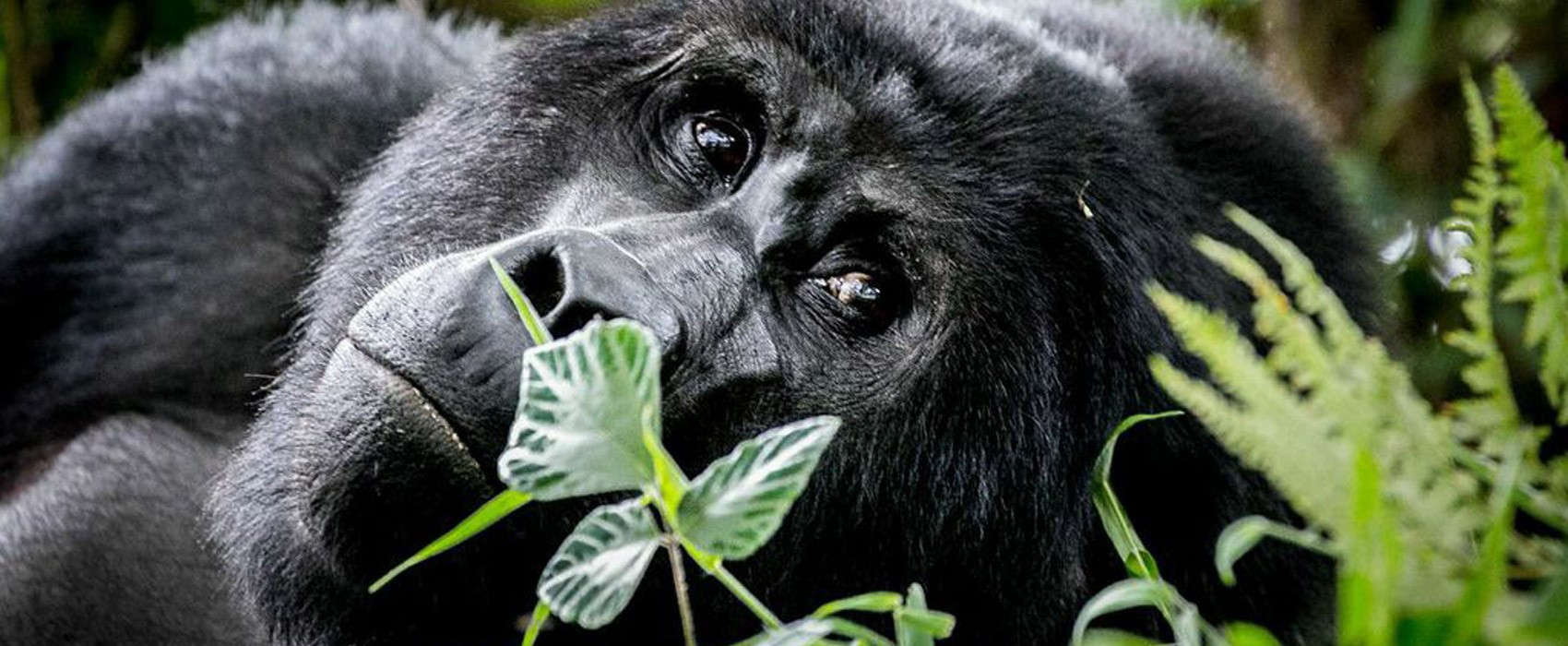 gorillas-web