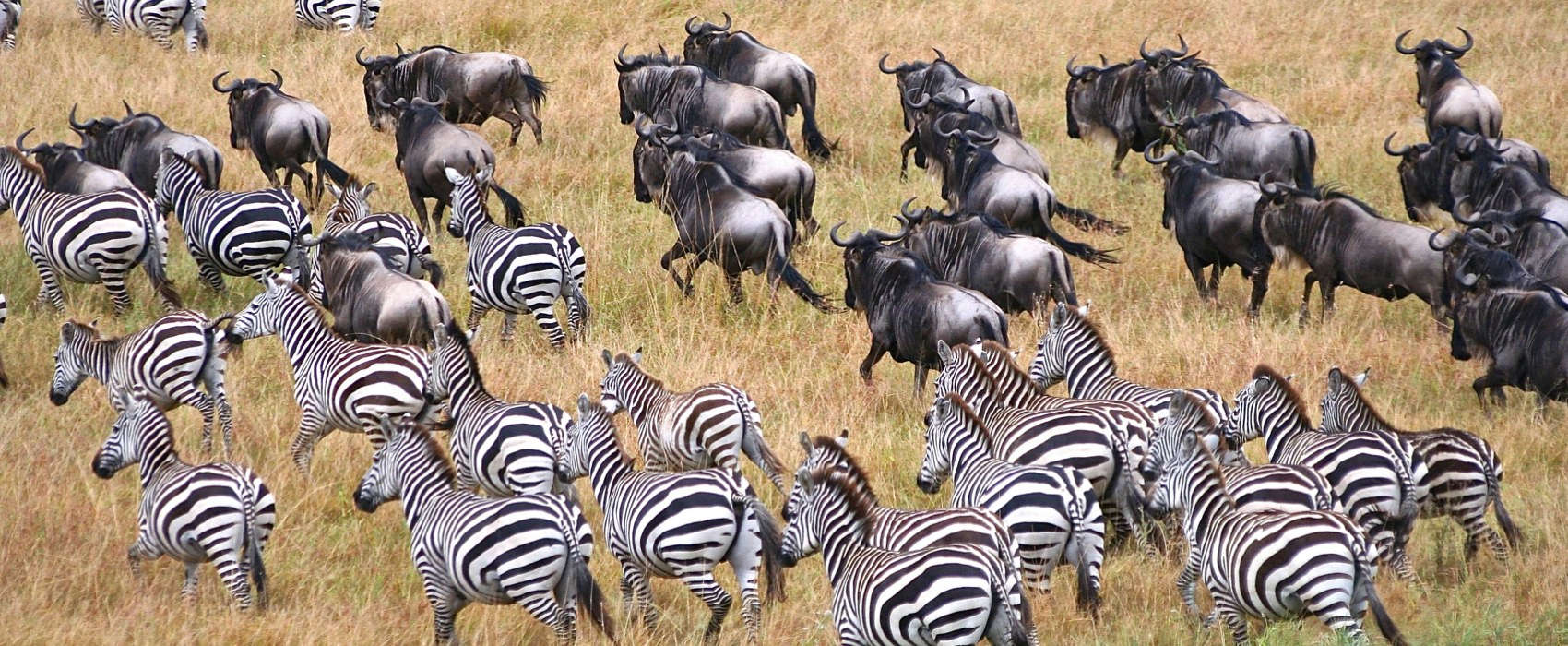 Wildebeest Migration Safari holidays